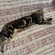 Altesse a rejoint le concours — aidez-le/la à gagner de superbes lots ! animal, cat, cozy, cream, cute, fabric, feline, fur, indoor, pattern, paw, pet, pink, relaxed, resting, sleeping, striped, tabby, texture, whiskers