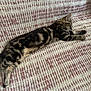 animal, cat, cozy, cream, cute, fabric, feline, fur, indoor, pattern, paw, pet, pink, relaxed, resting, sleeping, striped, tabby, texture, whiskers