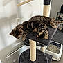 Altesse participe au concours pour gagner de l'argent avec cette photo : cat, kitten, tabby, cat_tree, sleeping, curious, pet, indoor, feather_toy, furniture, litter_box, food_bowl, floor, resting, animal, domestic, cozy, cute, playful, relaxed