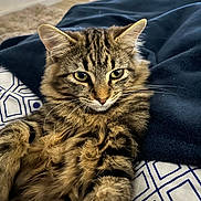 Altesse participe au concours pour gagner de l'argent avec cette photo : animal, bedspread, blanket, brown, cat, closeup, cozy, cute, domestic_cat, feline, fur, indoor, laying_down, pet, relaxed, soft, striped, tabby_cat, whiskers, yellow_eyes