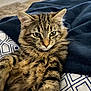 animal, bedspread, blanket, brown, cat, closeup, cozy, cute, domestic_cat, feline, fur, indoor, laying_down, pet, relaxed, soft, striped, tabby_cat, whiskers, yellow_eyes