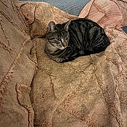 Atlas participe au concours pour gagner de l'argent avec cette photo : blanket, cat, couch, cozy, curled_up, ears, fabric, furniture, indoor, living_room, pattern, pet, resting, sleepy, sofa, stripes, tabby_cat, textile, upholstery, whiskers