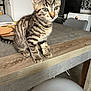 Atlas a rejoint le concours — aidez-le/la à gagner de superbes lots ! kitten, tabby, cat, pet, animal, indoor, table, wood, furniture, kitchen, appliance, chair, curious, young, whiskers, fur, eyes, paws, domestic, cute