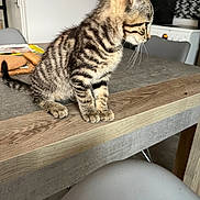 Atlas a rejoint le concours — aidez-le/la à gagner de superbes lots ! kitten, tabby, cat, indoor, table, wood, furniture, curious, pet, animal, striped, young, domestic, whiskers, paws, kitchen, chair, floor, home, mammal