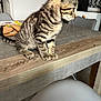 Atlas participe au concours pour gagner de l'argent avec cette photo : kitten, tabby, cat, pet, animal, table, wood, furniture, indoor, curious, sitting, whiskers, ears, paws, domestic, household, kitchen, chair, floor, home