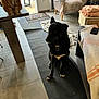 black_dog, ginger_cat, indoor, tile_floor, rug, table, chair, blanket, furniture, door, collar, pet, animal, home, cozy, natural_light, living_room, curtain, floor_mat, relaxed