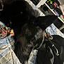 dog, black_dog, pet, bed, blanket, rope_toy, indoor, shelf, clothes, fabric, resting, fur, animal, domestic_animal, cute, companion, relaxing, closeup, portrait, home