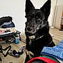 dog, black_dog, pet, indoor, floor, slippers, clothes, collar, brown_eyes, ears, fur, household, carpet, wooden_floor, table, box, shelf, door, curiosity, domestic