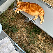 Chamalo participe au concours pour gagner de l'argent avec cette photo : cat, orange_cat, lounger, outdoor, grass, sleeping, relaxed, pet, animal, feline, sunny, backyard, chair, resting, cozy, summer, nature, domestic_cat, fur, lazy