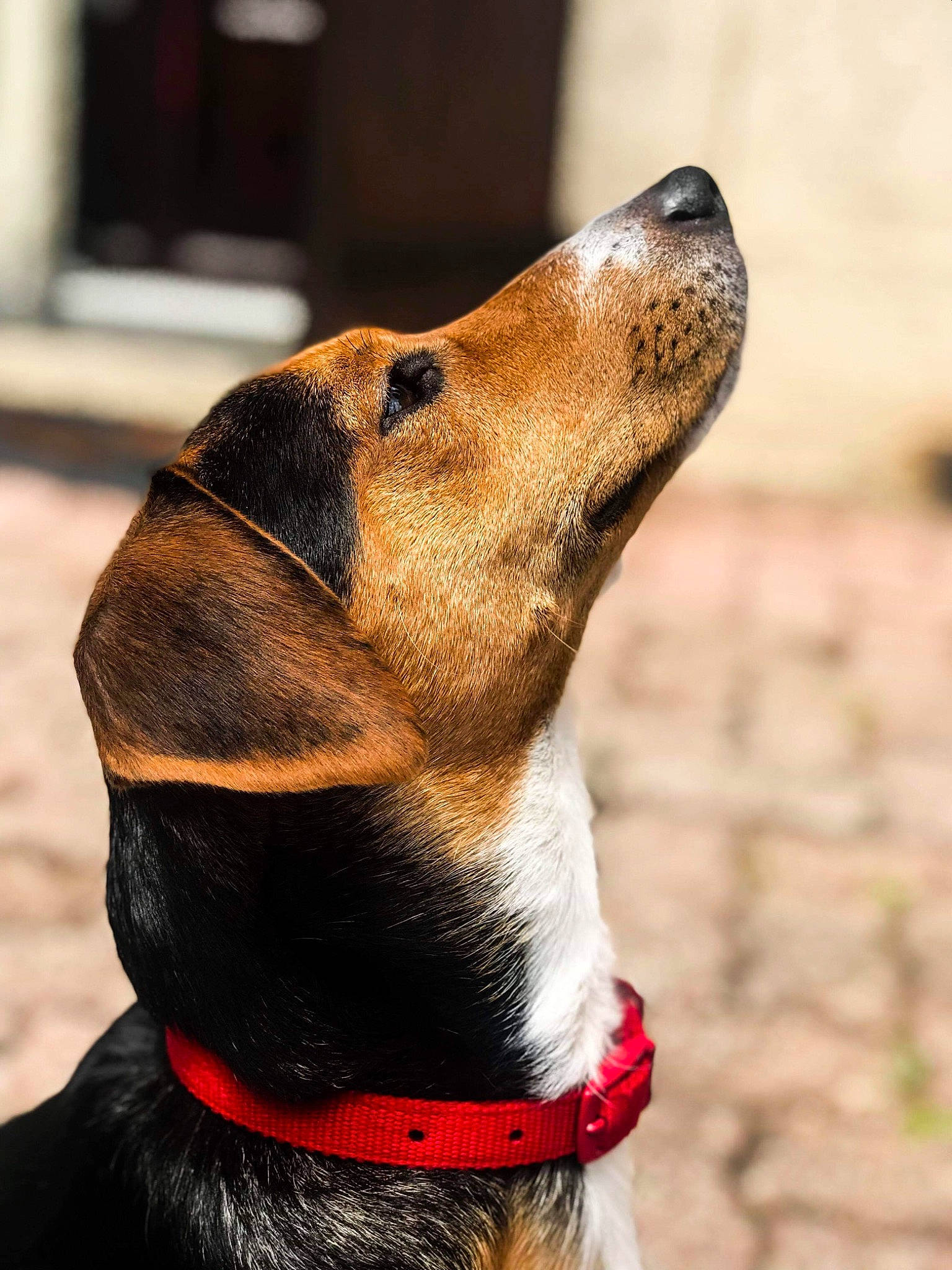 Hatchi participe au concours pour gagner de l'argent avec cette photo : canidae, carnivore, collar, coonhound, dog, dog_breed, dog_collar, ear, hunting_dog, mammal, snout, treeing_walker_coonhound, vertebrate