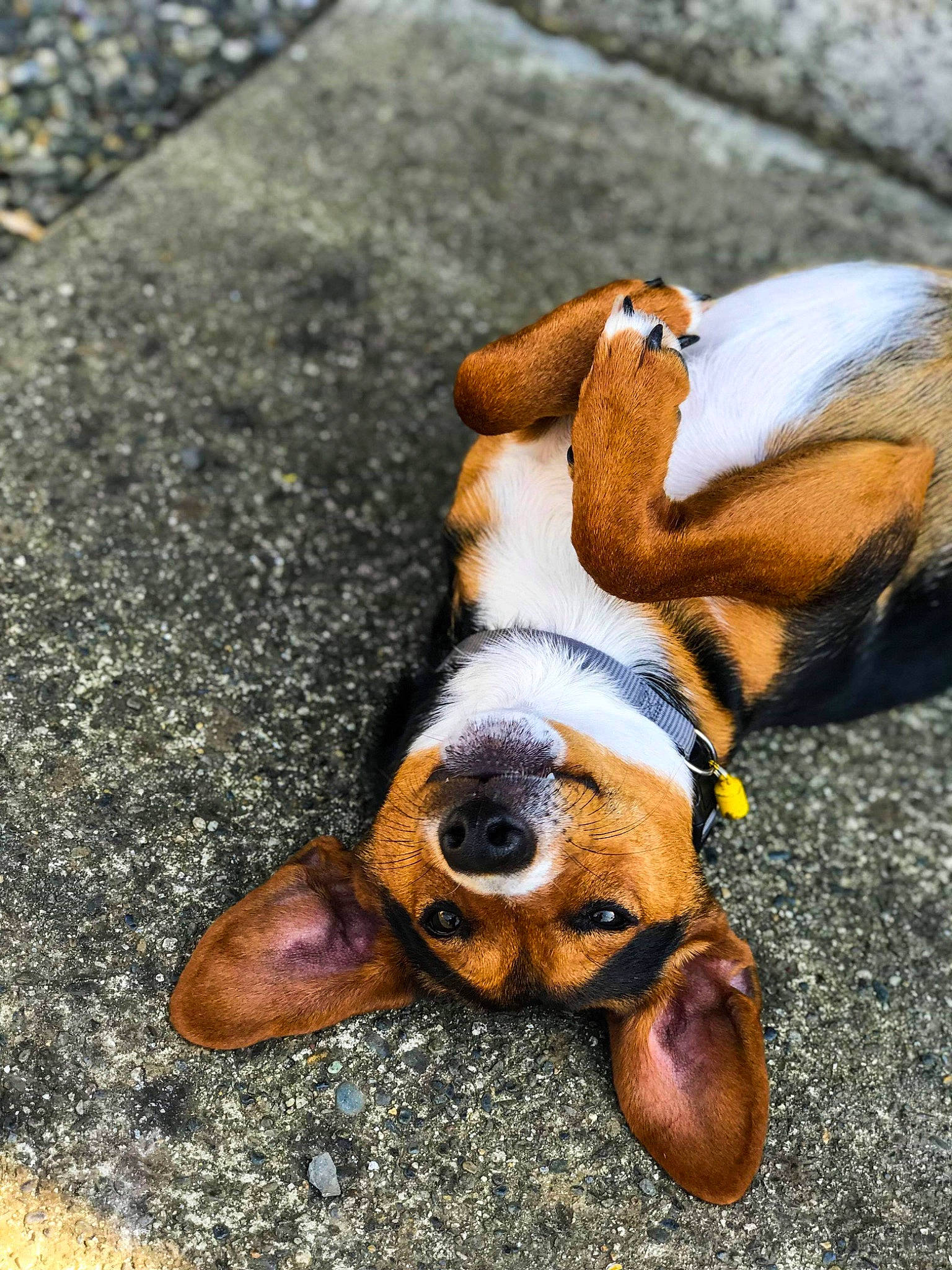 Hatchi participe au concours pour gagner de l'argent avec cette photo : basset_artesien_normand, basset_hound, canidae, carnivore, coonhound, dog, dog_breed, fawn, finnish_hound, hound, nap, nose, paw, puppy, snout