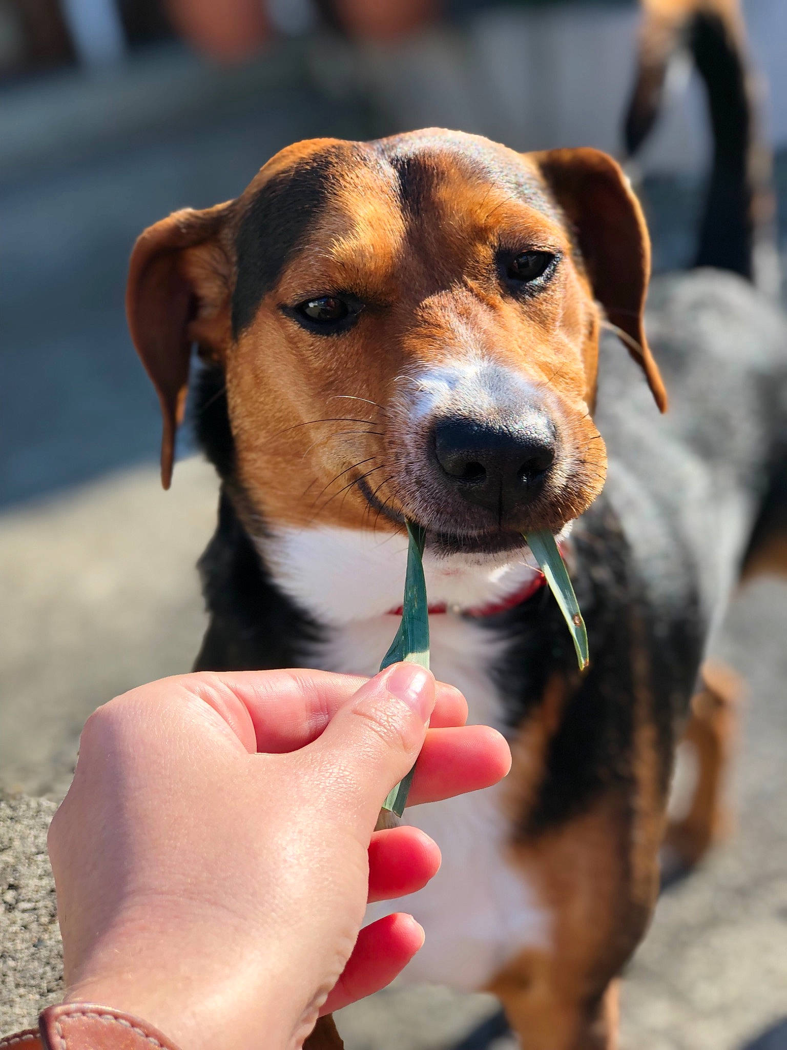 Hatchi a rejoint le concours — aidez-le/la à gagner de superbes lots ! austrian_pinscher, beagle, canidae, carnivore, dog, dog_breed, hound, hunting_dog, mammal, potcake_dog, puppy, rare_breed_dog, snout, sporting_group