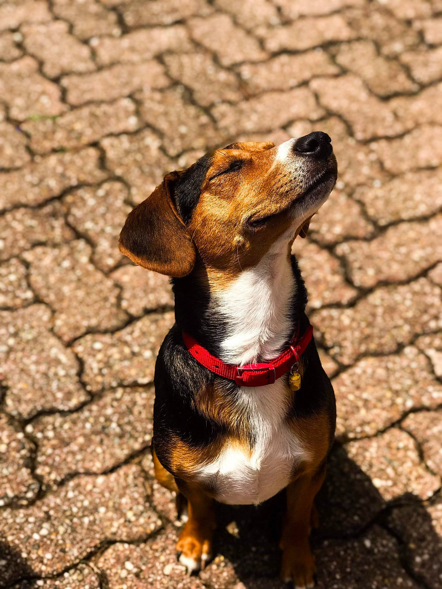 Hatchi a rejoint le concours — aidez-le/la à gagner de superbes lots ! appenzeller_sennenhund, beagle, canidae, carnivore, collar, dog, dog_breed, dog_collar, drever, entlebucher_mountain_dog, fashion_accessory, finnish_hound, hunting_dog, leash, mammal, puppy, rare_breed_dog, snout, vertebrate
