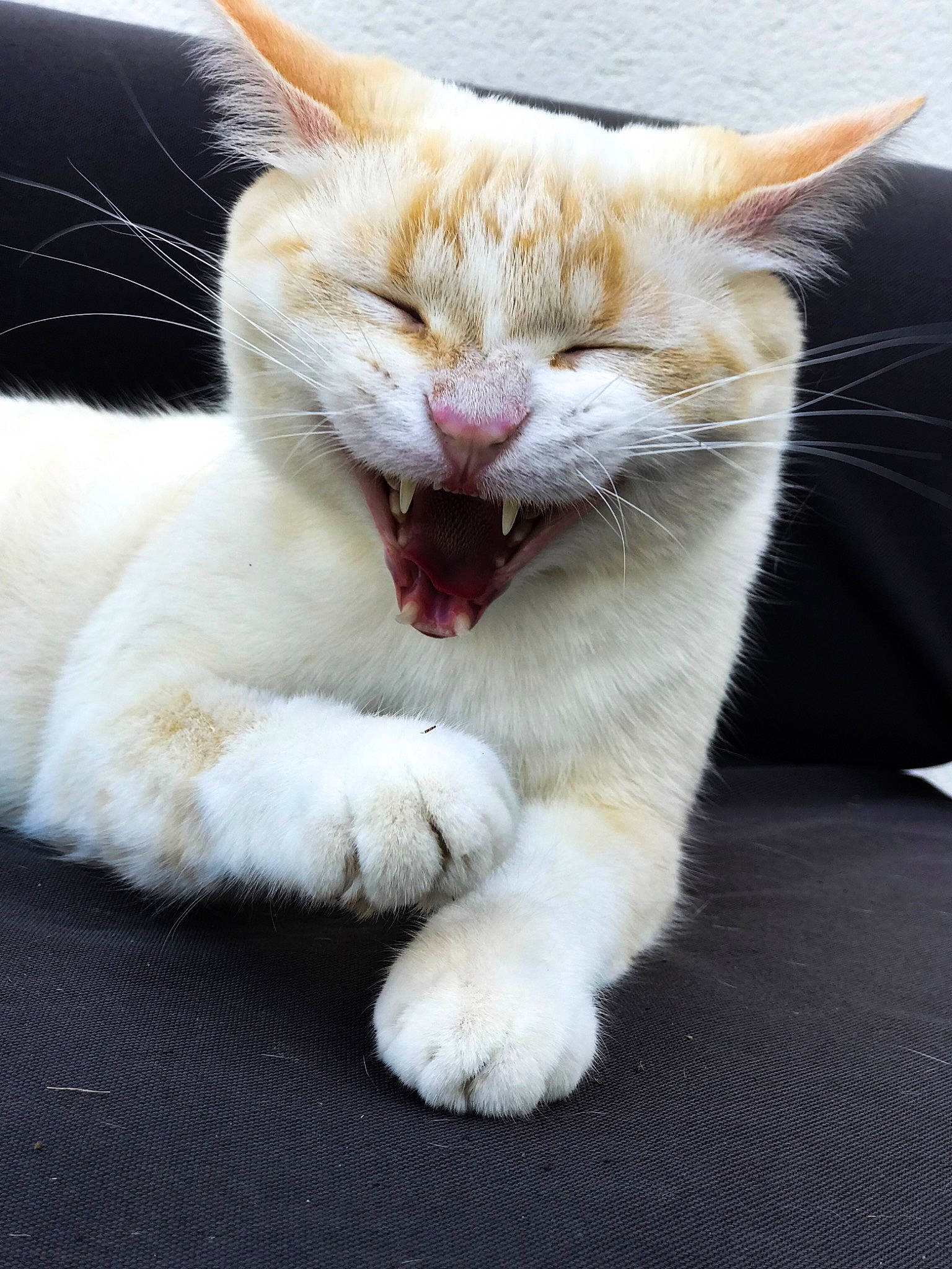 Naboo participe au concours pour gagner de l'argent avec cette photo : aegean_cat, asian, carnivore, cat, claw, ear, facial_expression, fawn, felidae, paw, small_to_medium_sized_cats, snout, whiskers, yawn