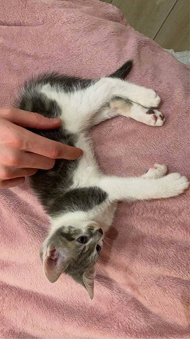 Negan participe au concours pour gagner de l'argent avec cette photo : carnivore, cat, claw, comfort, domestic_short_haired_cat, felidae, fur, nail, paw, small_to_medium_sized_cats, snout, tail, toe, whiskers