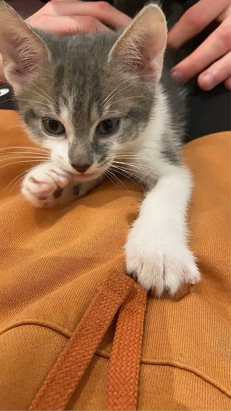 Negan a rejoint le concours — aidez-le/la à gagner de superbes lots ! carnivore, cat, claw, comfort, domestic_short_haired_cat, fawn, felidae, flooring, foot, fur, gesture, hand, nail, nap, paw, small_to_medium_sized_cats, tail, thumb, whiskers