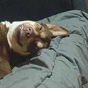 Zeus joined the competition — help win amazing prizes! dog, sleeping, blanket, cozy, indoor, pet, smile, relaxed, brown_dog, fur, lying_down, snout, ears, cute, animal, resting, comfort, closeup, face, teeth