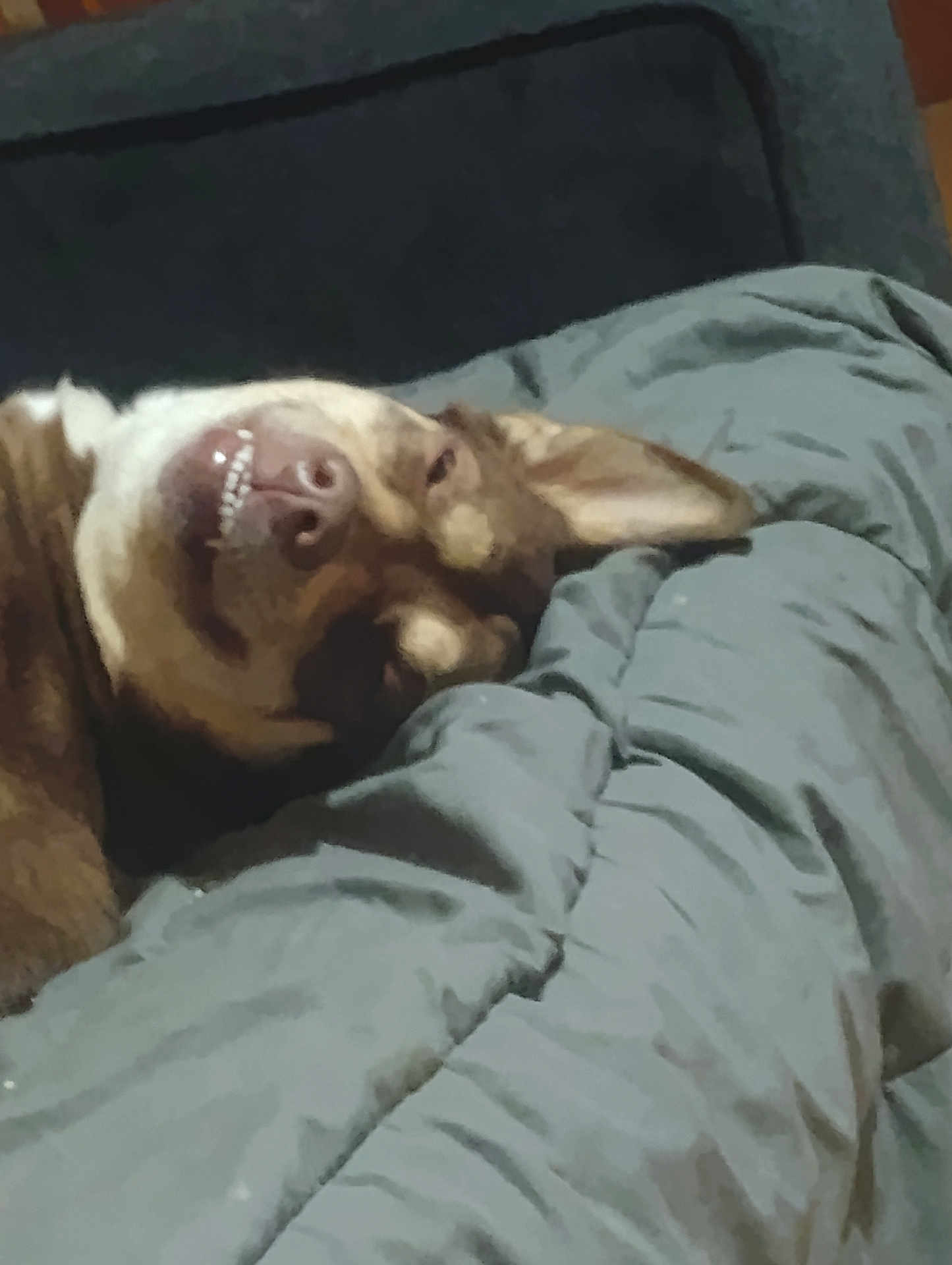Zeus