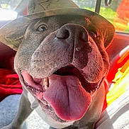 Victor is registered to the contest to win money with this photo: animal, canine, car_interior, close_up, cute, dog, domestic_animal, fur, happy, hat, mouth, nose, pet, playful, seat, smiling, sunlight, tongue, tongue_out, witch_hat