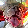animal, canine, car_interior, close_up, cute, dog, domestic_animal, fur, happy, hat, mouth, nose, pet, playful, seat, smiling, sunlight, tongue, tongue_out, witch_hat