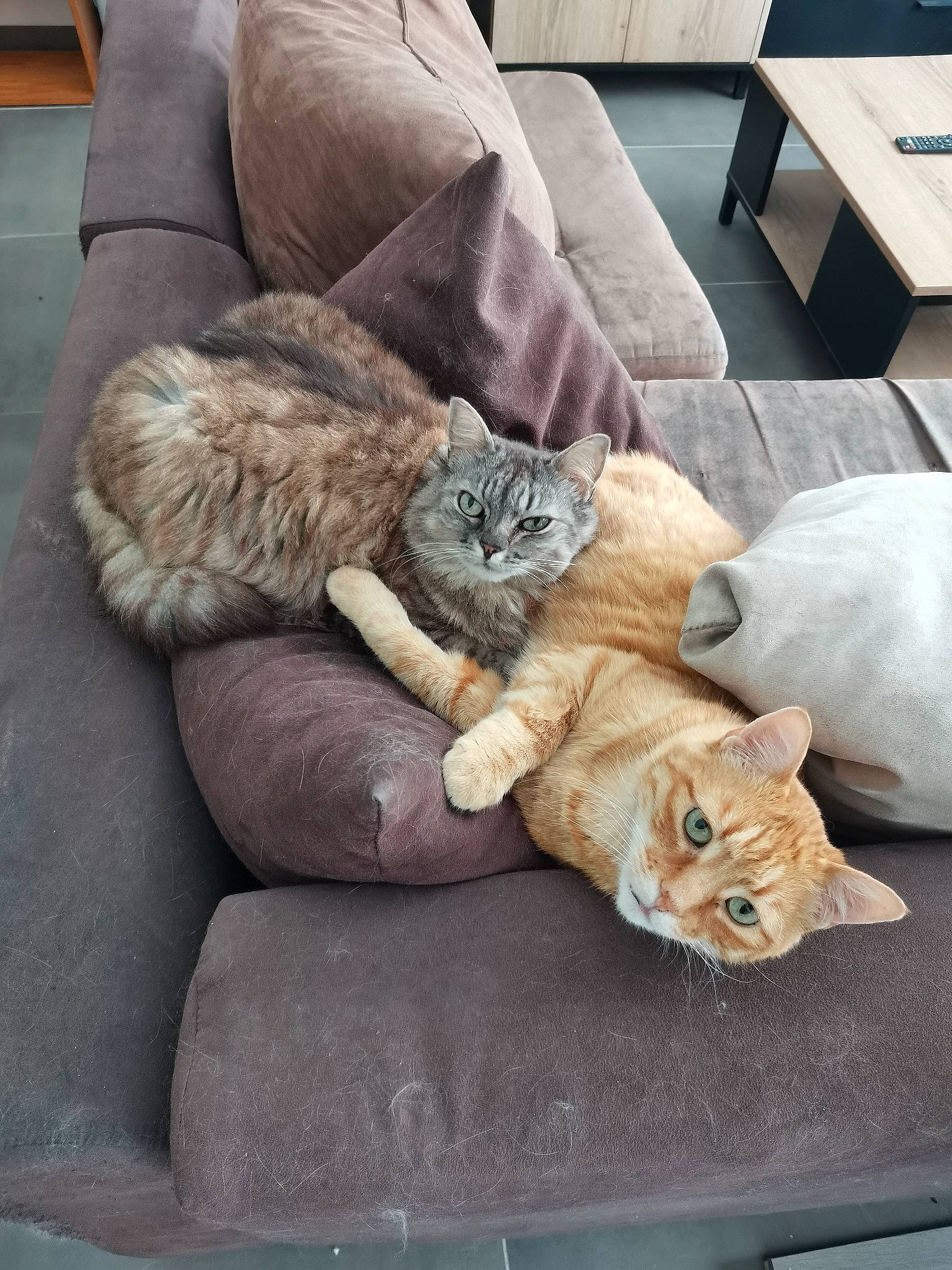 Java a rejoint le concours — aidez-le/la à gagner de superbes lots ! carnivore, cat, comfort, companion_dog, couch, domestic_short_haired_cat, fawn, felidae, fur, grey, hardwood, living_room, nap, paw, room, sitting, small_to_medium_sized_cats, tail, whiskers, wood