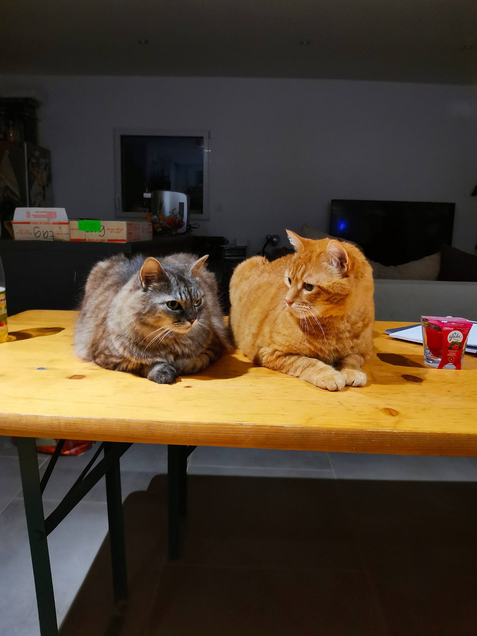 Java participe au concours pour gagner de l'argent avec cette photo : carnivore, cat, chair, companion_dog, domestic_short_haired_cat, fawn, felidae, floor, flooring, fur, furniture, hardwood, mammal, plant, small_to_medium_sized_cats, snout, table, vertebrate, whiskers, wood