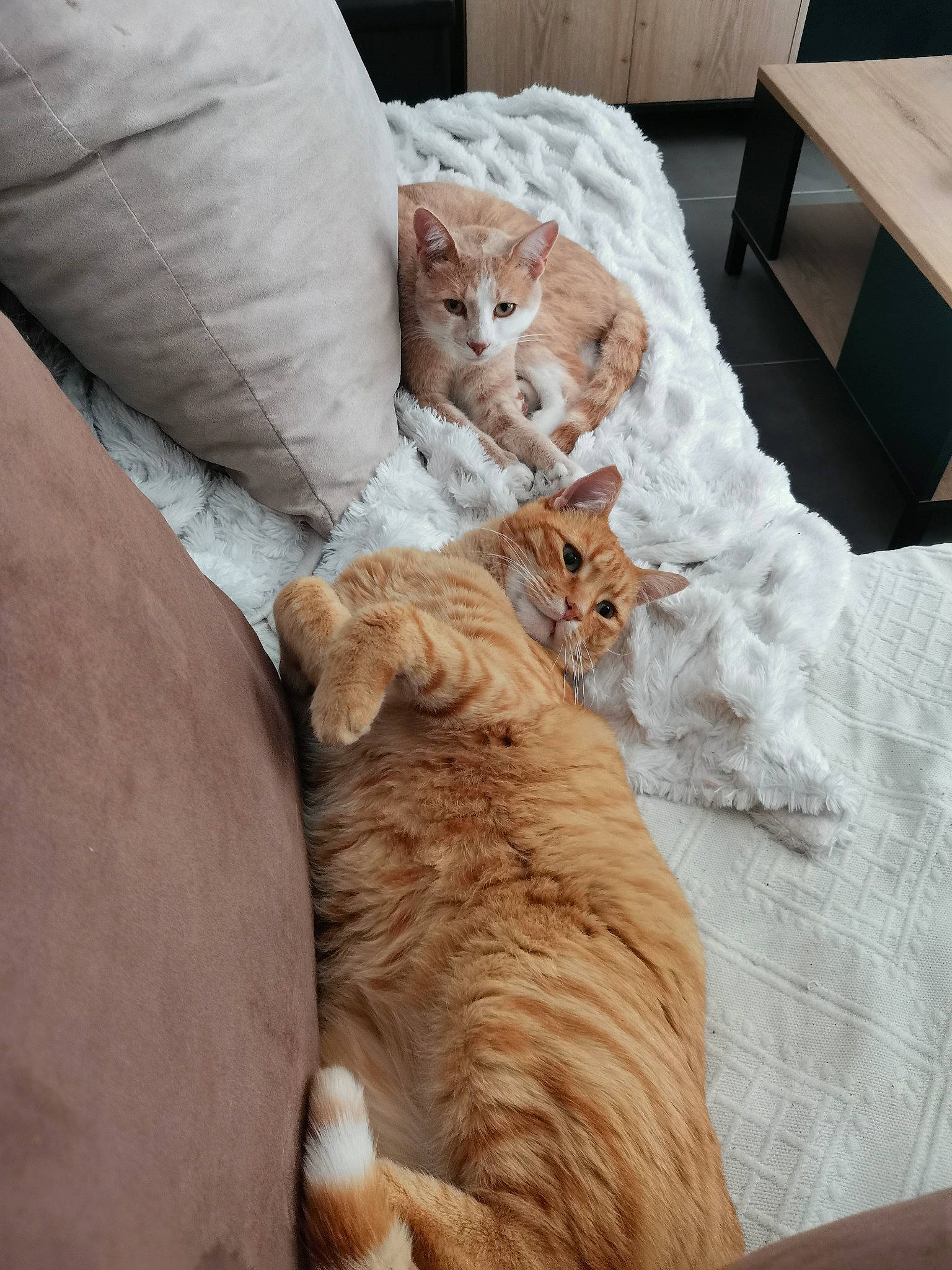 Java a rejoint le concours — aidez-le/la à gagner de superbes lots ! bedding, canidae, carnivore, cat, chair, comfort, companion_dog, domestic_short_haired_cat, duvet, fawn, felidae, fur, furniture, linens, pet_supply, small_to_medium_sized_cats, sporting_group, tail, whiskers, wood