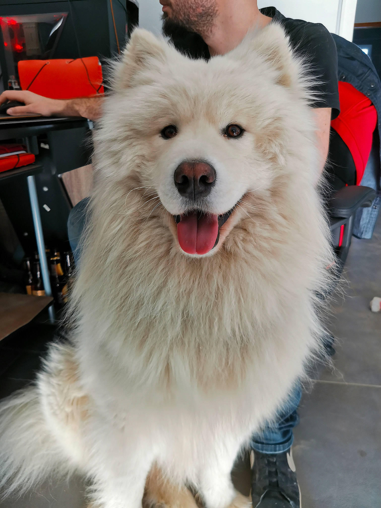 Rytlock a rejoint le concours — aidez-le/la à gagner de superbes lots ! ancient_dog_breeds, bag, canidae, carnivore, chair, collar, companion_dog, dog, dog_breed, fang, fashion_accessory, fur, luggage_and_bags, non_sporting_group, plant, snout, spitz, sporting_group, vehicle, working_dog