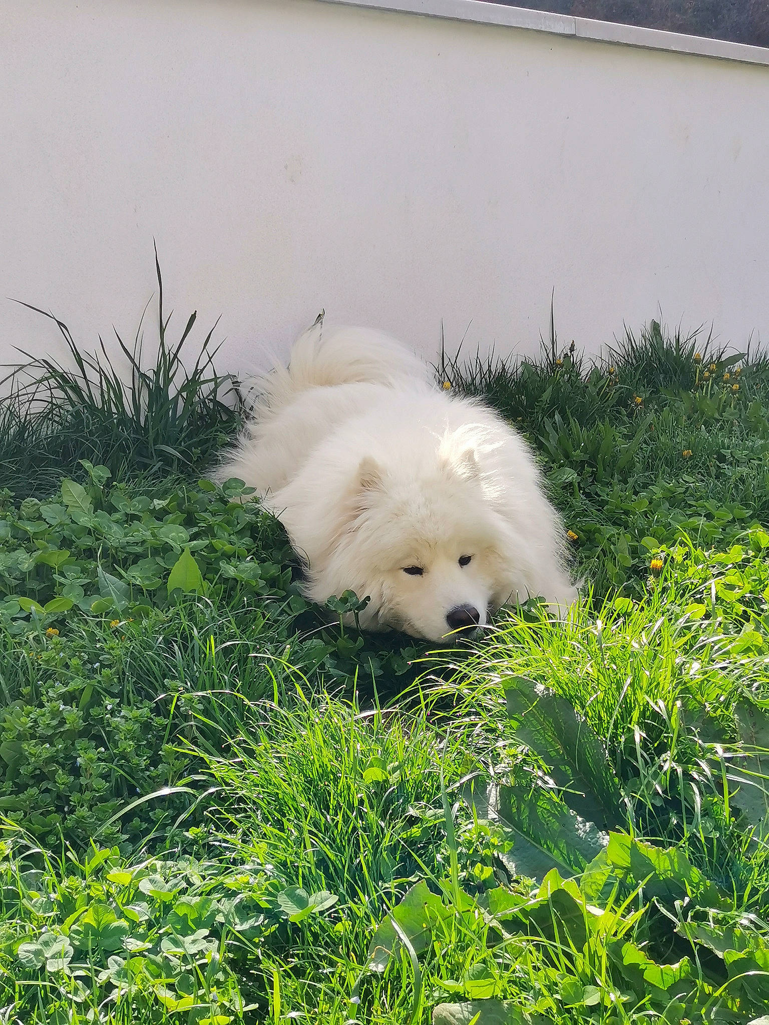 Rytlock a rejoint le concours — aidez-le/la à gagner de superbes lots ! canidae, carnivore, companion_dog, dog, dog_breed, fawn, fur, german_spitz, german_spitz_klein, german_spitz_mittel, grass, plant, polish_tatra_sheepdog, snout, spitz, sporting_group, terrestrial_animal, toy_dog, volpino_italiano, working_animal