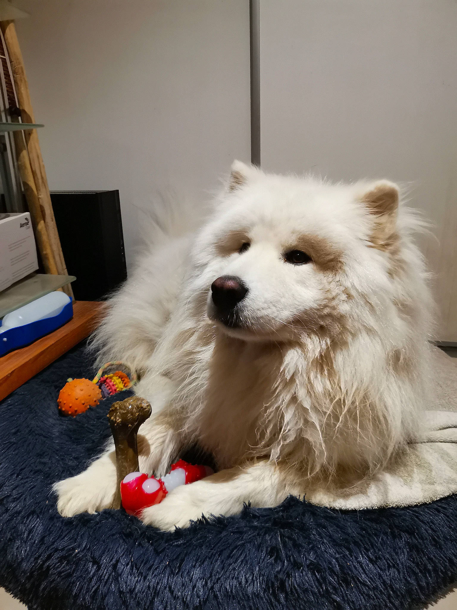 Rytlock participe au concours pour gagner de l'argent avec cette photo : box, canidae, carnivore, companion_dog, dog, dog_breed, dog_supply, flooring, fur, german_spitz, lamp, non_sporting_group, pomeranian, snout, spitz, sporting_group, tire, toy_dog, whiskers