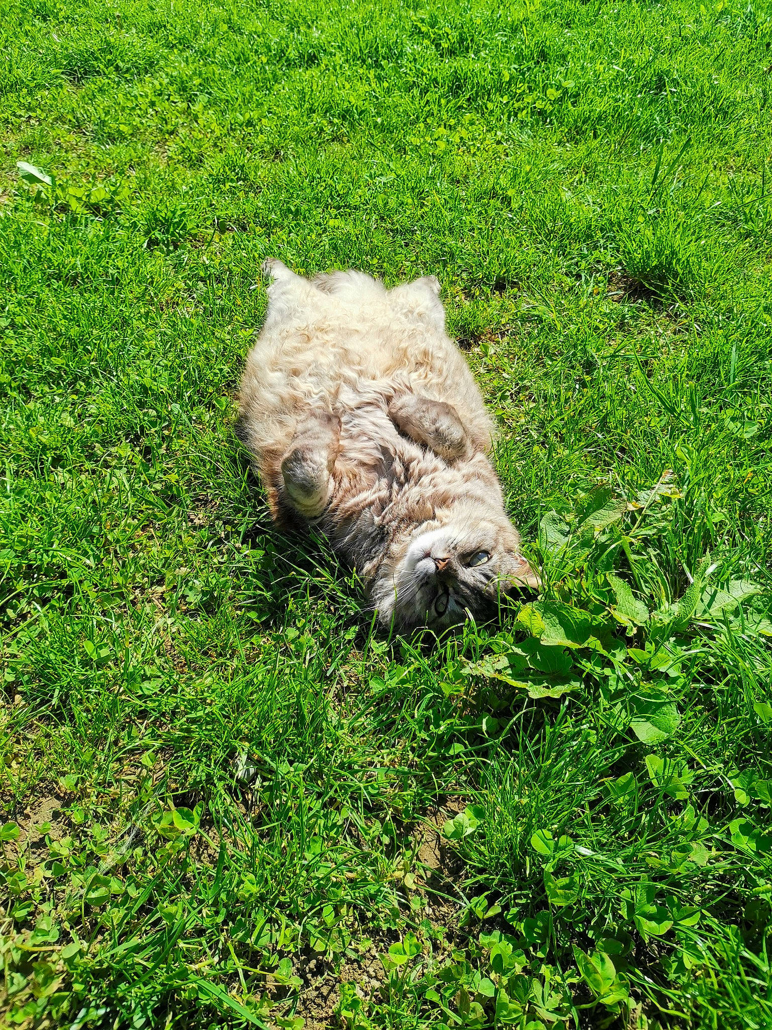 Freyja participe au concours pour gagner de l'argent avec cette photo : canidae, carnivore, companion_dog, dog, dog_breed, field, grass, grass_family, grassland, groundcover, pasture, plant, poodle, rock, shrub, soil, sporting_group, terrestrial_animal, terrier, water_dog