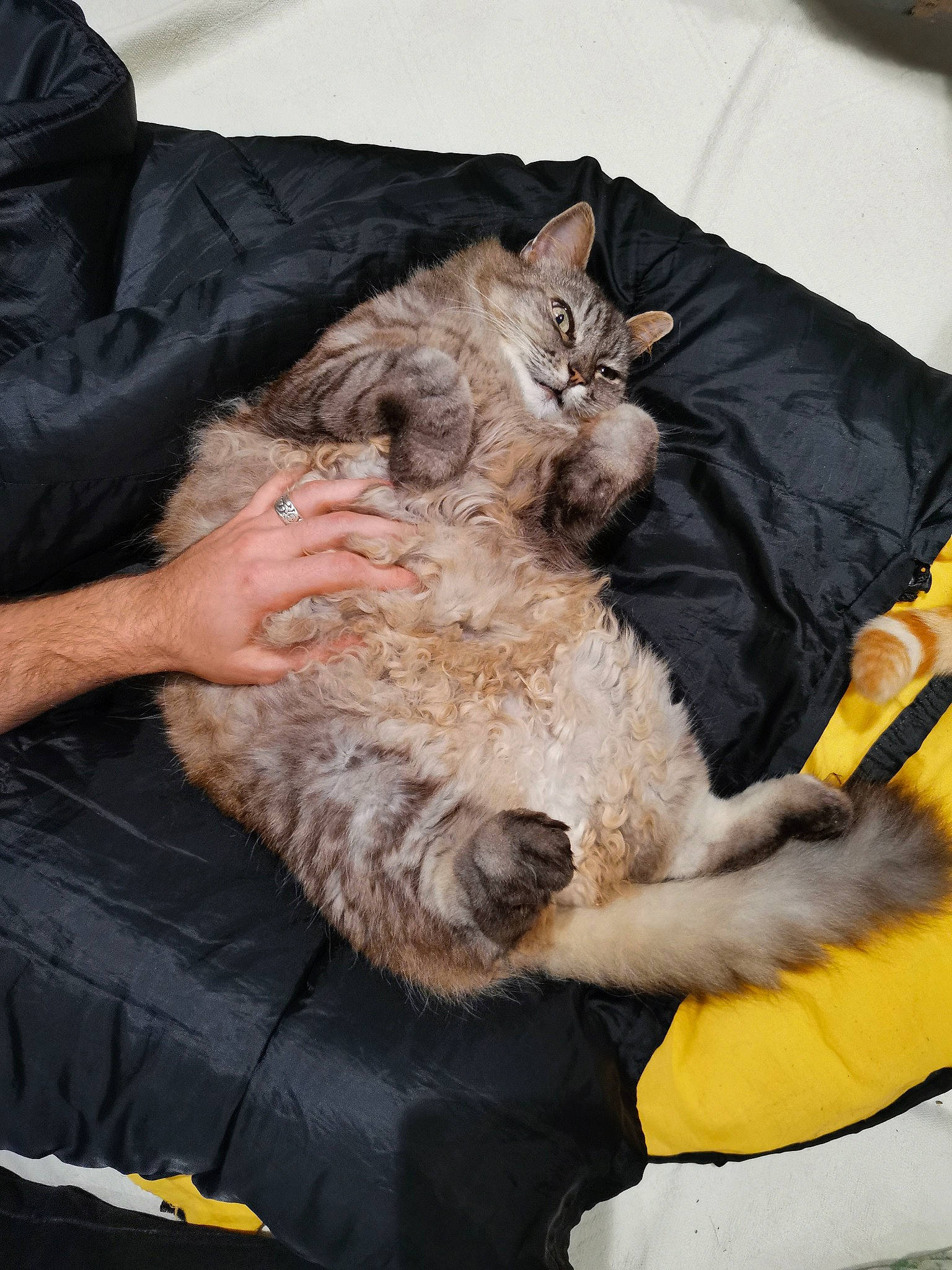 Freyja a rejoint le concours — aidez-le/la à gagner de superbes lots ! canidae, carnivore, cat, claw, comfort, companion_dog, domestic_short_haired_cat, felidae, fur, lap, linens, nail, nap, paw, sitting, small_to_medium_sized_cats, sporting_group, textile, whiskers