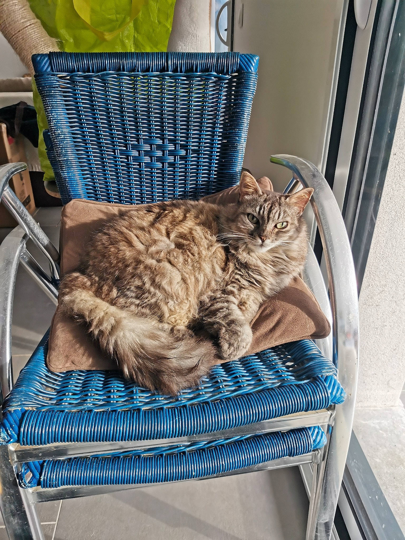 Freyja a rejoint le concours — aidez-le/la à gagner de superbes lots ! bag, basket, blue, carnivore, cat, cat_supply, chair, comfort, domestic_short_haired_cat, felidae, fur, luggage_and_bags, outdoor_furniture, picnic_basket, sitting, small_to_medium_sized_cats, storage_basket, tail, whiskers, wicker