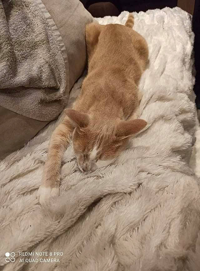 Pim'S participe au concours pour gagner de l'argent avec cette photo : carnivore, claw, comfort, companion_dog, dog_breed, duvet, fawn, felidae, fur, hardwood, linens, liver, paw, small_to_medium_sized_cats, snout, sporting_group, tail, terrestrial_animal, whiskers, wood