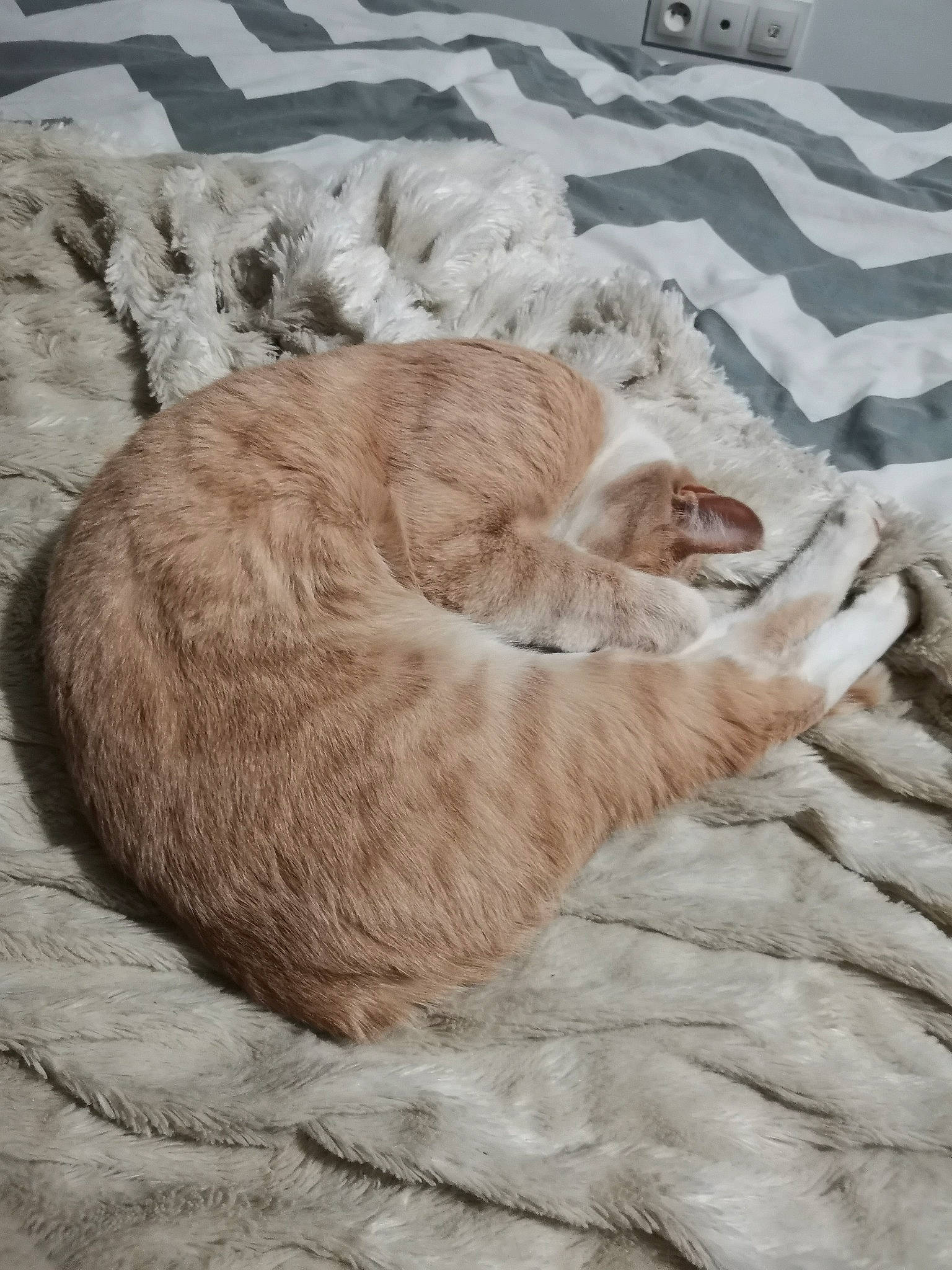 Pim'S a rejoint le concours — aidez-le/la à gagner de superbes lots ! carnivore, cat, cat_bed, claw, comfort, domestic_short_haired_cat, fawn, felidae, fur, nap, paw, small_to_medium_sized_cats, snow, tail, terrestrial_animal, tree, whiskers, wildlife, winter, wood