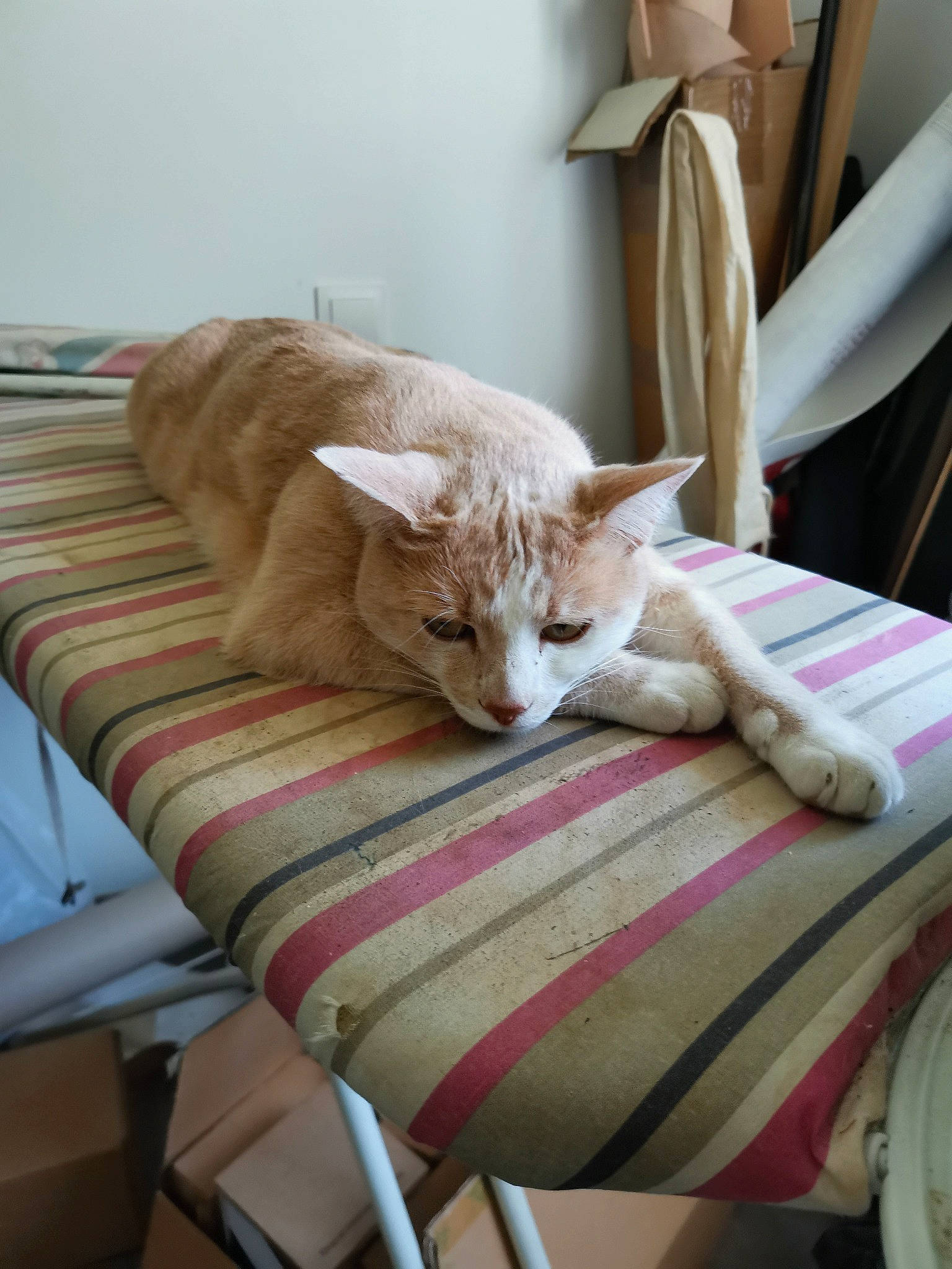 Pim'S participe au concours pour gagner de l'argent avec cette photo : bed, bedding, carnivore, cat, chair, comfort, couch, domestic_short_haired_cat, fawn, felidae, flooring, fur, hardwood, linens, room, small_to_medium_sized_cats, tail, vertebrate, whiskers, wood