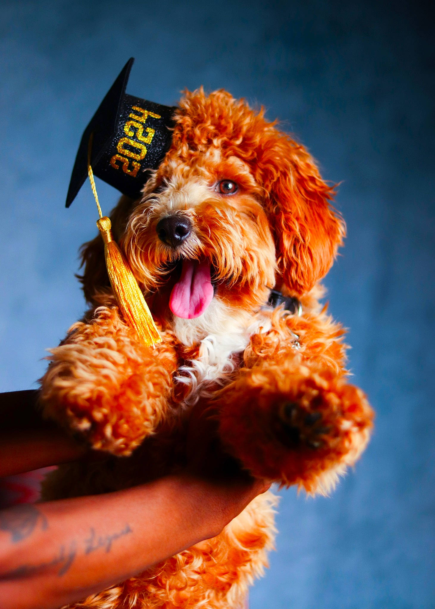 Milo joined the competition — help win amazing prizes! canidae, carnivore, companion_dog, dog, dog_breed, dog_clothes, dog_collar, dog_supply, fashion_accessory, fawn, fur, leash, liver, orange, small_terrier, sporting_group, terrier, toy_dog, water_dog, yorkipoo