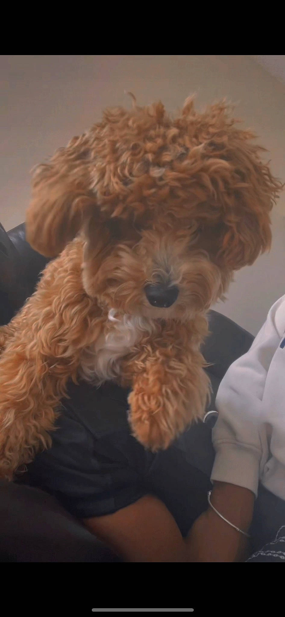 Milo joined the competition — help win amazing prizes! canidae, carnivore, comfort, companion_dog, dog, dog_breed, fur, labradoodle, maltepoo, non_sporting_group, poodle, shih_poo, small_terrier, snout, sporting_group, terrier, toy_dog, water_dog, working_animal, yorkipoo