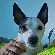 Skip a rejoint le concours — aidez-le/la à gagner de superbes lots ! accessories, animal, ball, bodypart, canine, dog, face, finger, grass, hand, hound, jewelry, person, pet, plant, puppy, ring, sport, tennis, tennisball