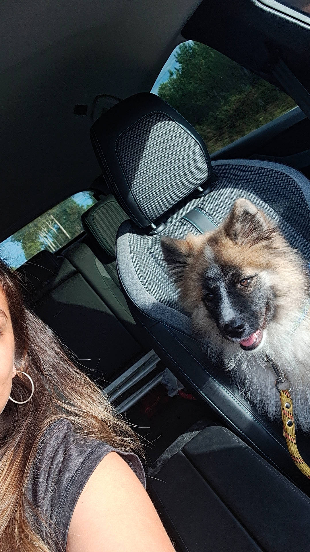 Freya a rejoint le concours — aidez-le/la à gagner de superbes lots ! auto_part, automotive_design, automotive_exterior, automotive_lighting, automotive_window_part, bag, car_seat, car_seat_cover, carnivore, companion_dog, eyewear, family_car, fur, motor_vehicle, personal_luxury_car, steering_wheel, toy_dog, vehicle_door, whiskers, windshield