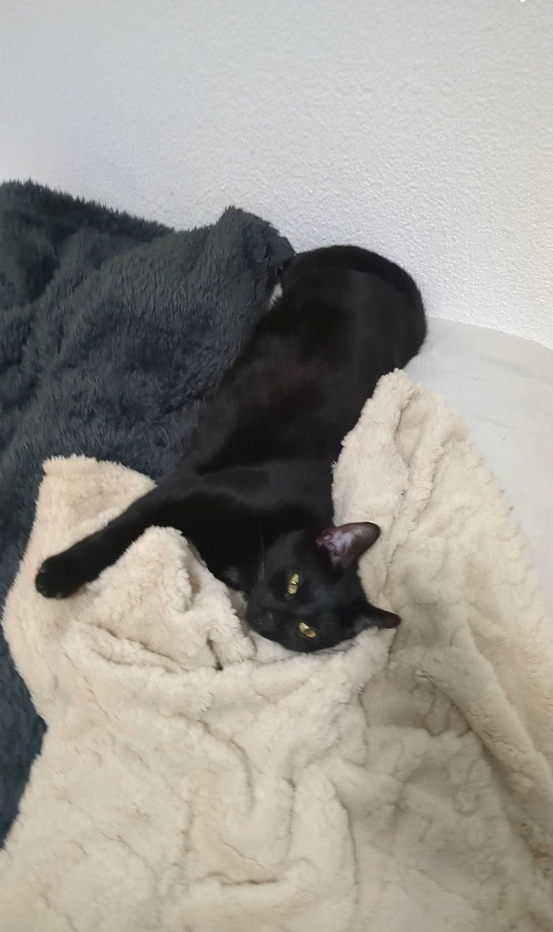 Moon participe au concours pour gagner de l'argent avec cette photo : bathtub, black_cat, bombay, canidae, carnivore, cat, cat_supply, claw, comfort, dog_breed, domestic_short_haired_cat, felidae, fur, linens, room, small_to_medium_sized_cats, snout, sporting_group, tail, whiskers