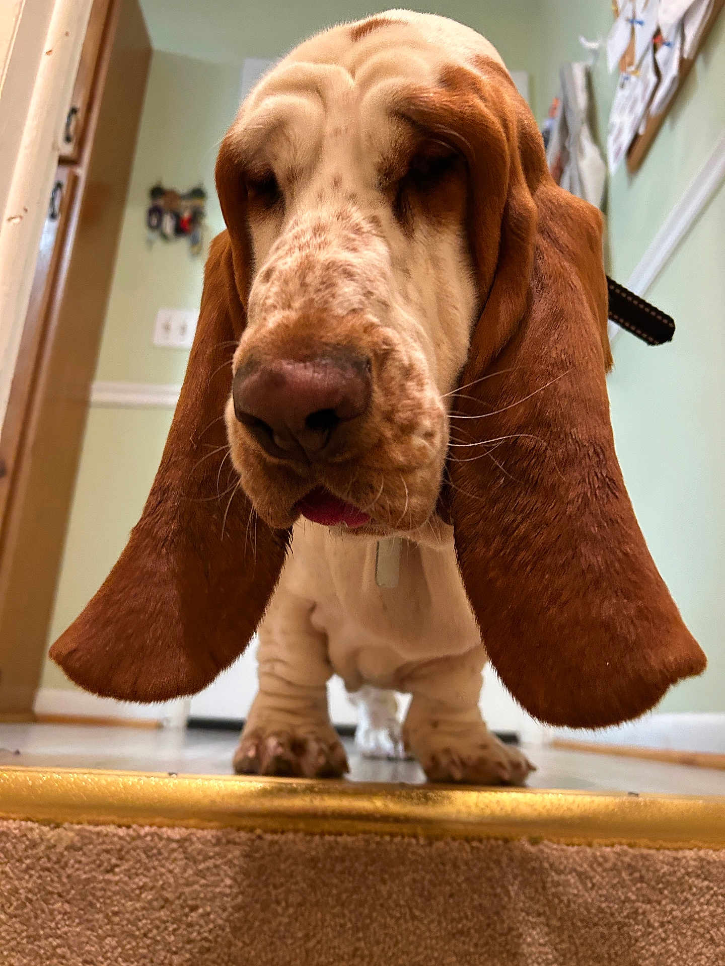 Hank joined the competition — help win amazing prizes! dog, basset_hound, pet, close_up, nose, floppy_ears, paws, indoor, home, hallway, step, tile_floor, portrait, cute, whiskers, collar, tongue, brown_white, low_angle, shallow_depth_of_field