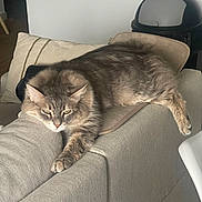 Grisouille a rejoint le concours — aidez-le/la à gagner de superbes lots ! beige, cat, couch, cozy, cushion, domestic_animal, feline, fur, furniture, household, indoor, lazy, living_room, lounging, paw, pet, relaxing, resting, stretching, tabby_cat