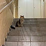 Grisouille participe au concours pour gagner de l'argent avec cette photo : animal, brown, cat, cute, domestic, door, fluffy, fur, glowing_eyes, gray, house, indoor, light, pet, railing, shadow, sitting, stairs, tile, wall