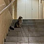 Grisouille participe au concours pour gagner de l'argent avec cette photo : animal, calm, cat, contemplative, domestic, door, feline, fluffy, gray_cat, home, indoor, looking_up, pet, quiet, railing, side_view, sitting, stairs, tile_floor, wall