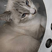 Steve Belin Simba participe au concours pour gagner de l'argent avec cette photo : cat, blue_eyes, fluffy, feline, pet, indoor, close_up, carrier, white, curious, fur, animal, portrait, cozy, looking, resting, ears, whiskers, nose, soft