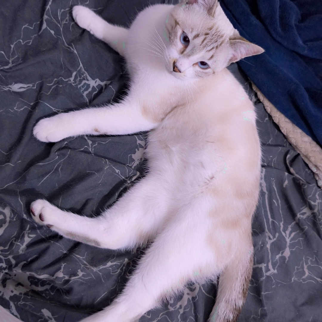 Steve Belin Simba participe au concours pour gagner de l'argent avec cette photo : animal, bed, blanket, blue_eyes, cat, cozy, cute, domestic_cat, ears, feline, fur, indoor, lying_down, pet, pink_nose, relaxed, resting, soft_texture, tail, whiskers