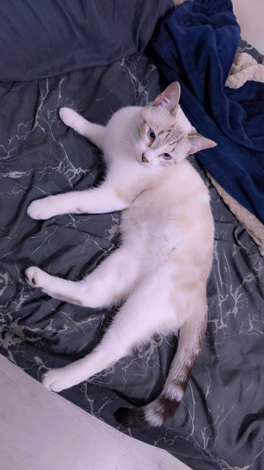 Steve Belin Simba participe au concours pour gagner de l'argent avec cette photo : cat, blue_eyes, feline, pet, indoor, blanket, bed, relaxed, fur, tail, whiskers, animal, cute, lying_down, cozy, soft_texture, domestic_cat, pink_nose, ears, resting