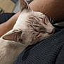 Steve Belin Simba a rejoint le concours — aidez-le/la à gagner de superbes lots ! cat, sleeping, close_up, indoor, feline, pet, resting, whiskers, fur, ear, human_arm, cozy, domestic, relaxation, animal, comfort, home, soft_light, peaceful, nap