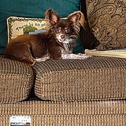 Coco joined the competition — help win amazing prizes! dog, small_dog, brown_dog, couch, pillows, decorative_pillow, green_pillow, living_room, pet, indoor, fur, ears, tongue, relaxed, home, furniture, cozy, comfortable, animal, cute